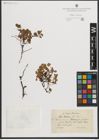 Foto von Salix herbacea L.